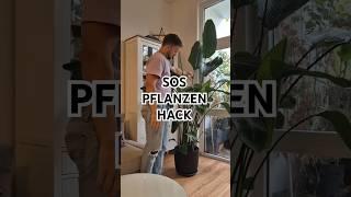 SOS Pflanzen Hack #plantcare #plantlover #plants #planthack