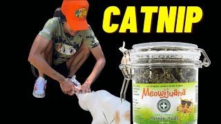 Stray Cats Try Catnip for the First Time!