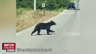 NEW VIDEO: Carrier Mills bear sighting