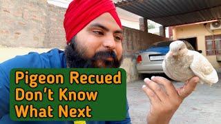 How To Save The Rescued Pigeon