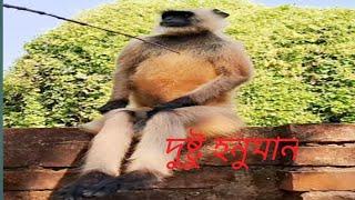 Bandar Borneos Best Kept Secrets#Monkey#bandar #Hanuman