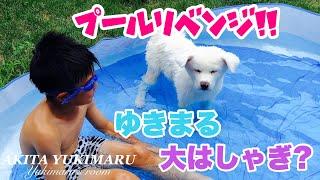 秋田犬のゆきまるがプールリベンジしてみたよ。【秋田犬】【Akita Puppy】