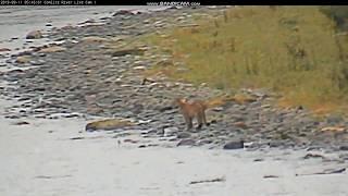 4 Cougars at the Cowlitz River