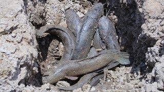 Fishing Field | Searching Catfish n Snakehead Fish Underground - Catch Fish Dry Season