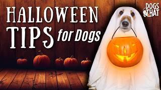 Trick Or Treat! Halloween Safety Plan For Stress Free Dogs