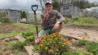 Calendula - a fantastic companion plant for your veg garden