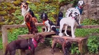 Dog Walking in the Lake District