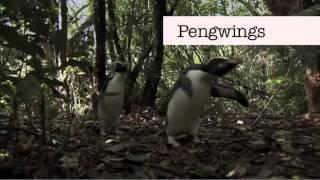 Benedict Cumberbatch can't say "Penguins"