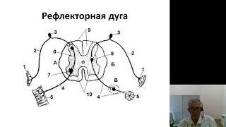 Нормальная физиология 1.Введение в физиологию