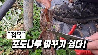 포도나무 바꾸기 쉽다!(접목) [기분좋은농부TV/오로라블랙]