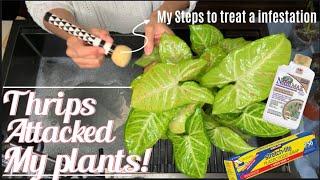 Learn & struggle with me on how to get rid of THRIPS!!!