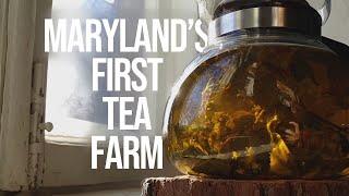 Growing Tea on Maryland's First Tea Farm | Maryland Farm & Harvest