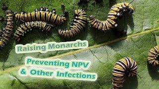 Raising Monarchs - Preventing NPV & Other Infections (Help The Monarch Butterfly)