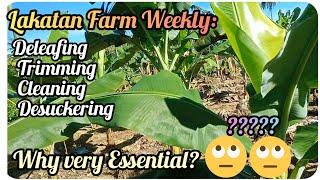 『Lakatan Farm Weekly Management』〘Why very Essential?〙