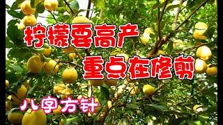 檸檬樹修剪四步曲，檸檬樹修剪八字方針，五分鐘掌握檸檬修剪全部知識，檸檬要高產，重點在修剪 How to prune lemon trees?