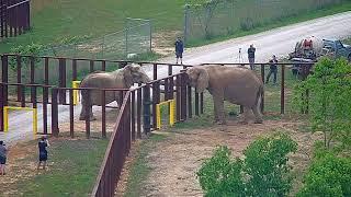 The Elephant Sanctuary | Artie Meets Tange and Sukari