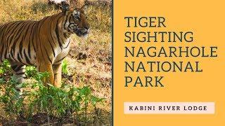 Black Panther & Tiger sighting in Kabini | Nagarhole National Park | Kabini River Lodge