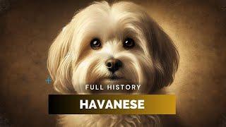 Havanese - Full History