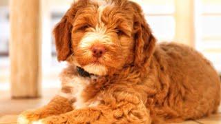 H A V E N  AUSTRALIAN LABRADOODLE PUP - 8 WEEKS OLD