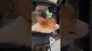 Corgi frightened by ostrich at a zoo || Viral Video UK