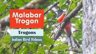 Malabar Trogon (Harpactes fasciatus) #trogon #indian_birds #birds