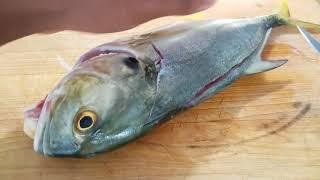 How to fillet a Jack Crevalle