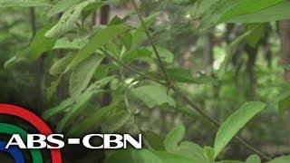 Salamat Dok: Sambong | Cure mula sa Nature