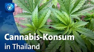 Cannabis-Konsum in Thailand: Ernüchterung nach Legalisierung