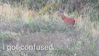 Confusion/Fat Stags/Hard Antler 15 Pointer/Public land