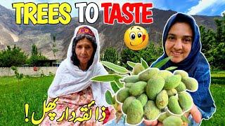 From Tree to Taste: Raw Almonds Journey in Our Village | Village Life Vlog | Vlogs