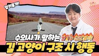 길고양이 데려오거나 구조 할 때 주의사항! 다 알려 드릴게요!