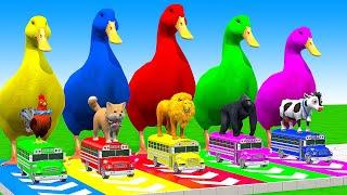 5 Giant Duck Cartoon,Cow,Elephant,Tiger,Lion,Gorilla, Paint Wild Animals Crossing Fountain Animation