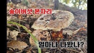 송이버섯 본자리 기대해도되나?