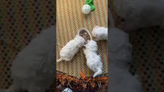 Care and feeding of Bichon Frise Puppies