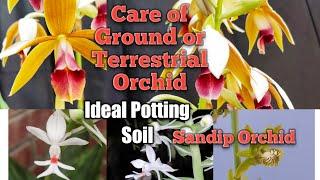 Care of Terrestrial or Ground Orchids।।Ideal potting Soil।।Sandip Orchid।।