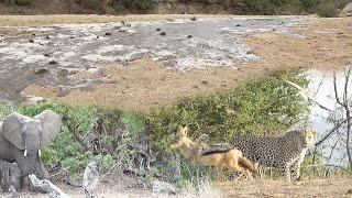 A River Comes Down in FLOOD  2 LEOPARDS and a LION on our AIRSTRIP ️  