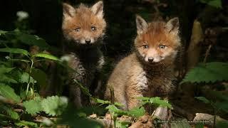 Wer fährt mit mir zum Fuchsbau / Dachsbau - Who goes to the red fox / badgers den with me?