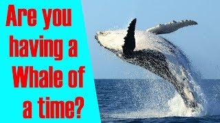 Whale of a Time | English idiom explained