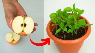 How to grow apple tree from seeds at home  growing apple tree from seeds