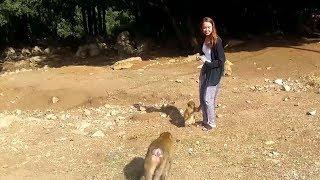 Wild Monkeys in Cedar forest - Azrou - middle Atlas