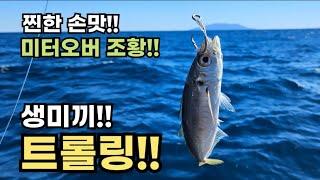 전갱이 고등어 숭어... 다~ 됩니다!! 생미끼 루어로 만선하세요!!