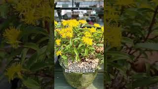 홍돌 기린초 #황영웅#가지마#우물정진주바위솔