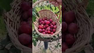 #gartentipps #organicfarming #organic #diy #selbstversorger #pflanzen