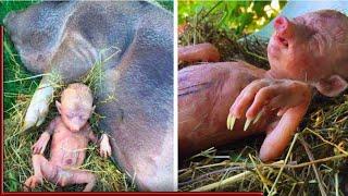 Farmer's Pig Gives Birth To Human Baby, He Takes A Closer Look And Starts Crying