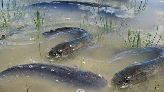 Amazing! Catching Snakehead-Murrel Fish in Secret Lake by Mr. Tonjay