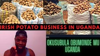 Irish potato business in uganda | Tandika Okusubula obumonde nkuwa amagezi tojja kwejusa