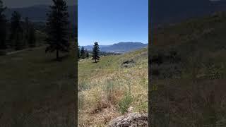 Cactus in super hot Penticton BC and big dandelion 