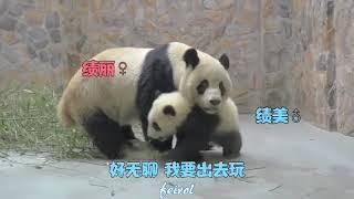 Panda's Daily Life | Funny and Cute Animals | 萌物合集-熊猫日常