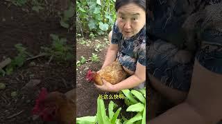 鑫鑫在家乡