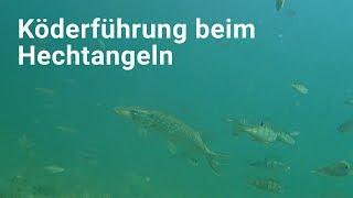 ► ► Köderführung beim Hechtangeln  Mehr Hechte durch Zupfen  der beste #Hechtköder